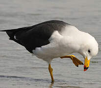 Belcher's Gull