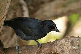 Slate-colored Boubou