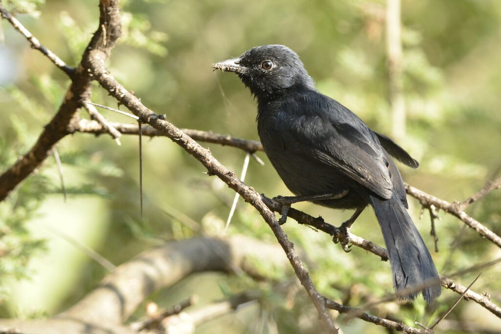 Slate-colored Boubouadult, eats