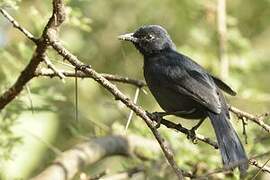 Slate-colored Boubou