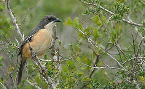 Southern Boubou