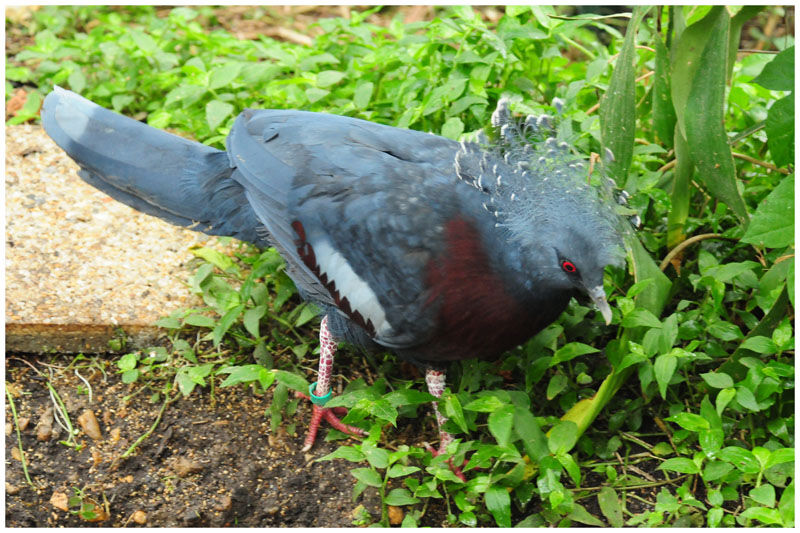 Victoria Crowned Pigeonadult