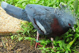 Victoria Crowned Pigeon