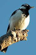 Magpie-lark