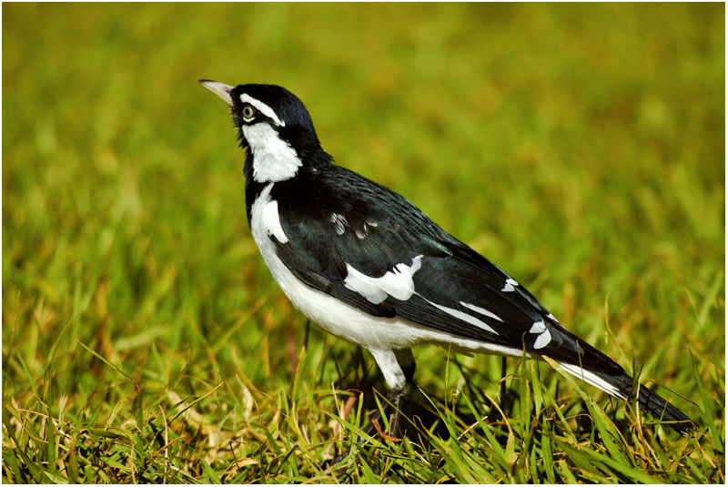 Magpie-larkadult