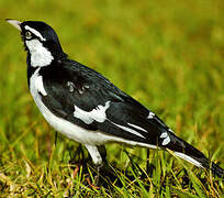 Magpie-lark