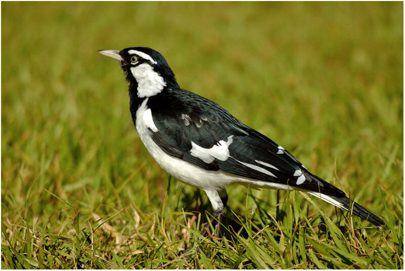 Magpie-larkadult