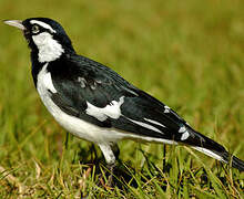 Magpie-lark