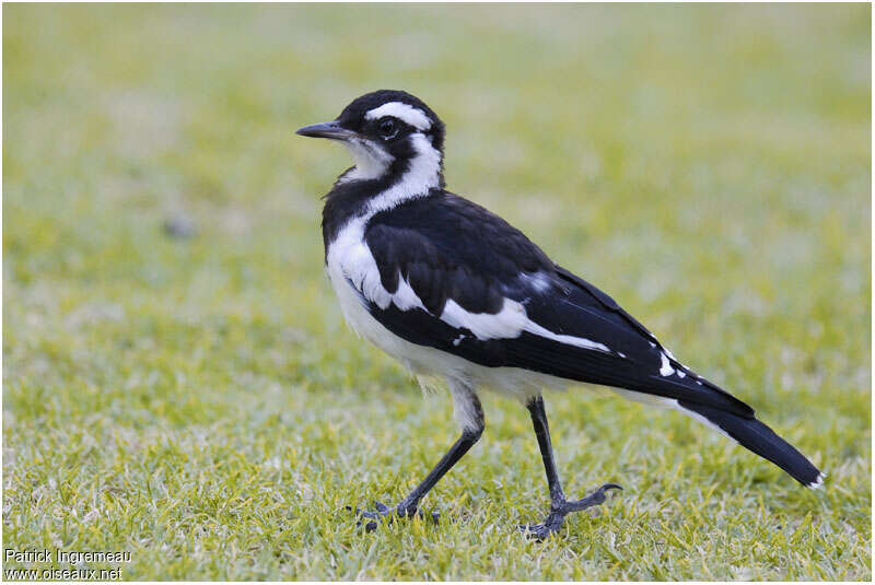 Gralline pie femelle adulte, identification