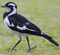 Magpie-lark