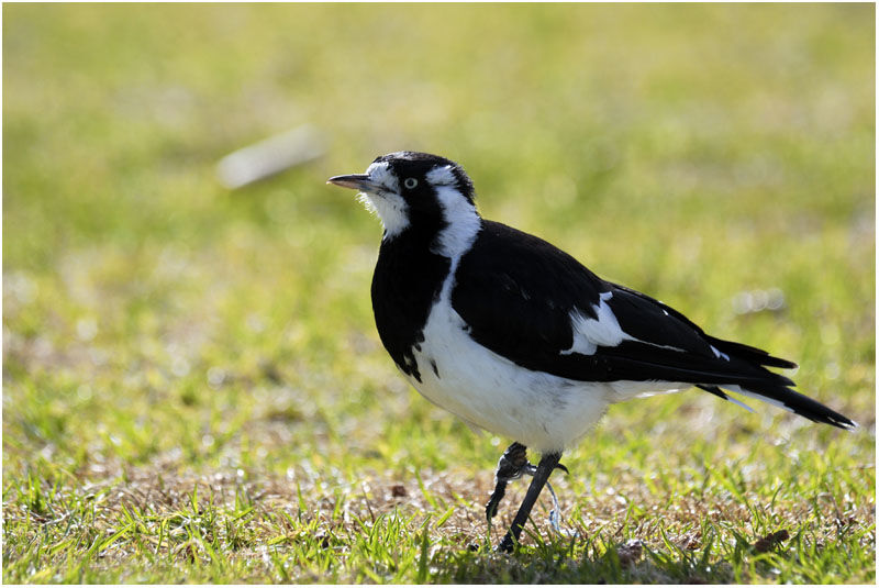 Magpie-larkadult