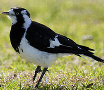 Magpie-lark