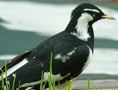 Magpie-lark