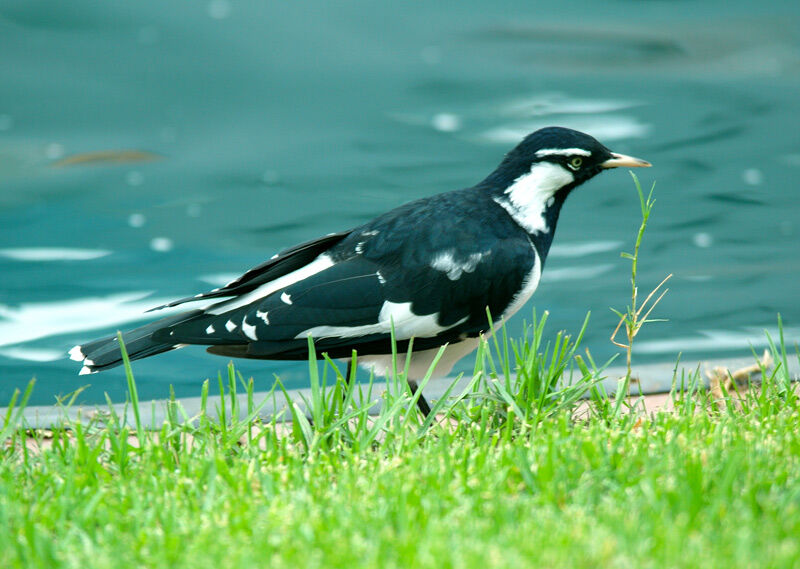 Magpie-lark