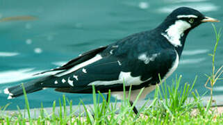 Magpie-lark