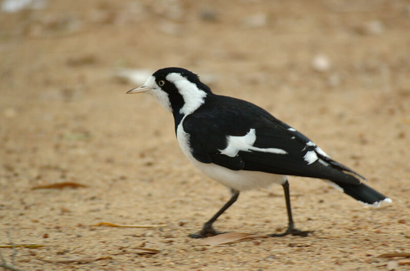 Magpie-lark