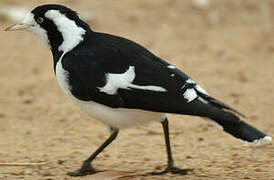 Magpie-lark