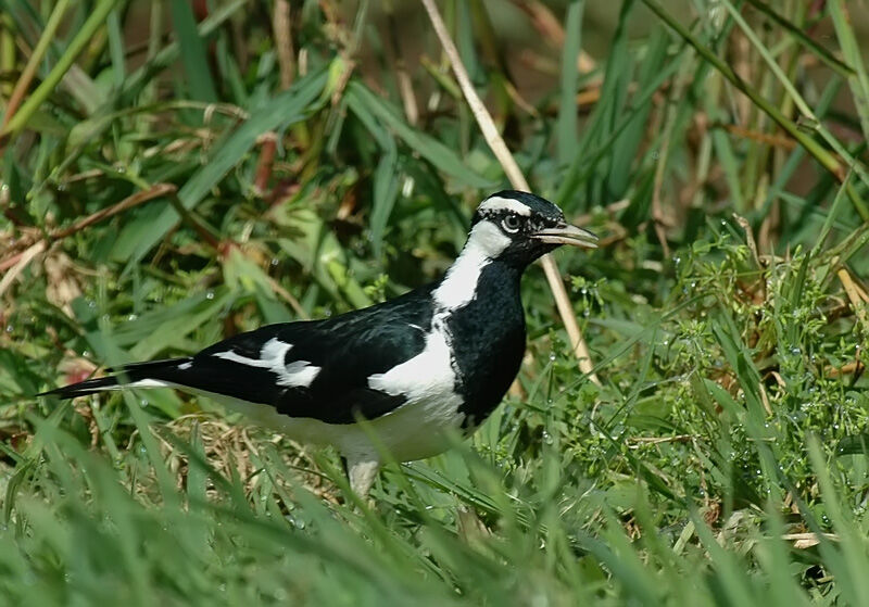 Magpie-lark