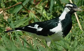 Magpie-lark