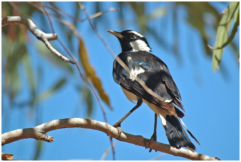 Magpie-lark