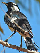 Magpie-lark