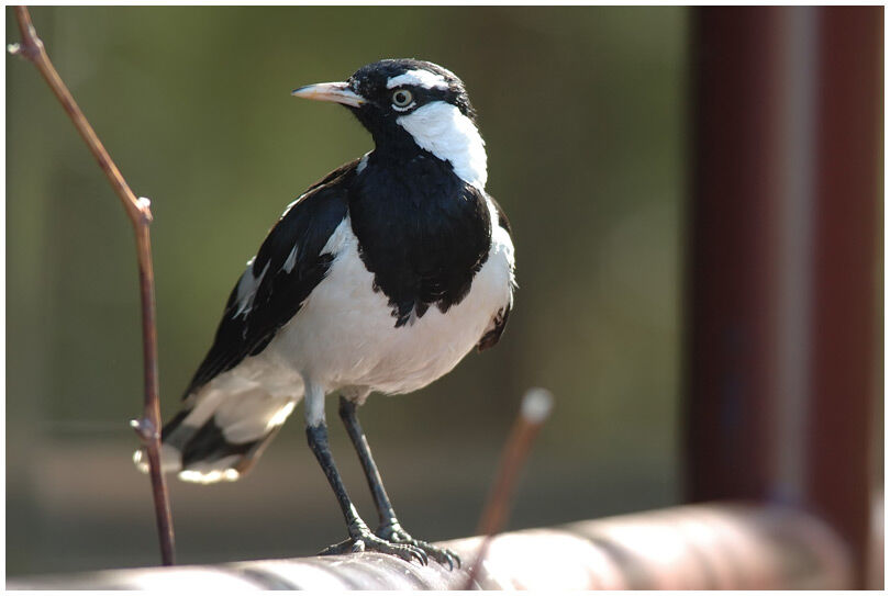 Magpie-lark