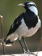 Magpie-lark