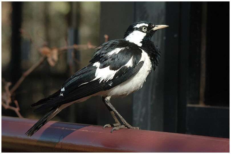 Magpie-lark