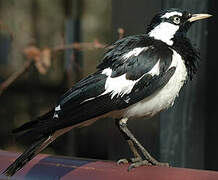 Magpie-lark