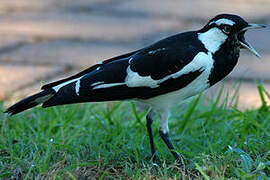 Magpie-lark