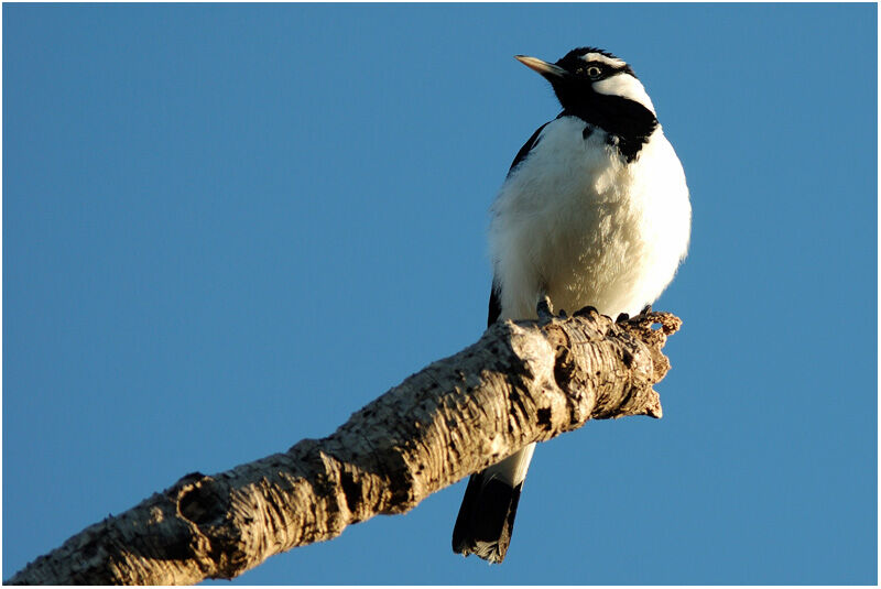 Magpie-larkadult