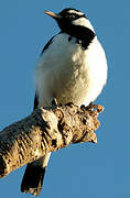 Magpie-lark