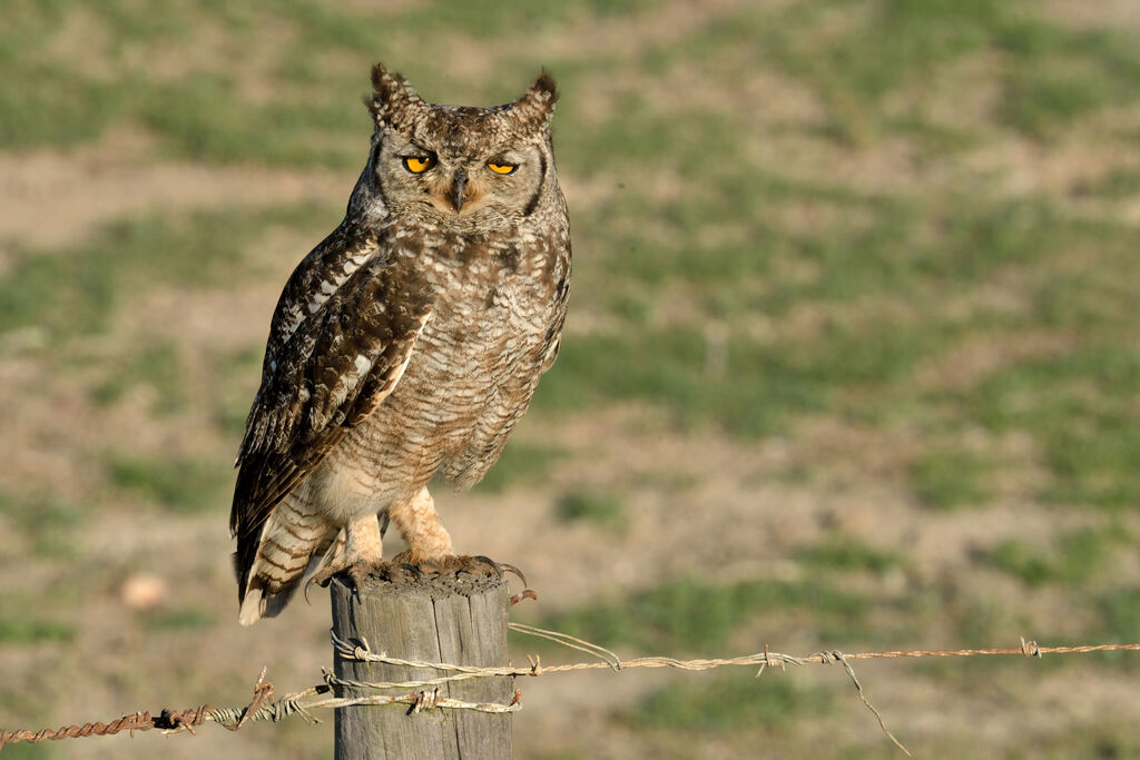 Spotted Eagle-Owladult