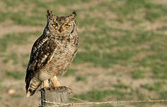 location hibou grand-duc africain Parc ornithologique Midi-Pyrénées - LE  ROCHER DES AIGLES - Spectacle oiseaux Rocamadour