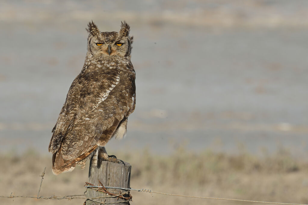 Spotted Eagle-Owl