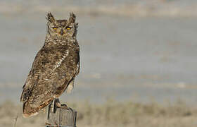 Spotted Eagle-Owl