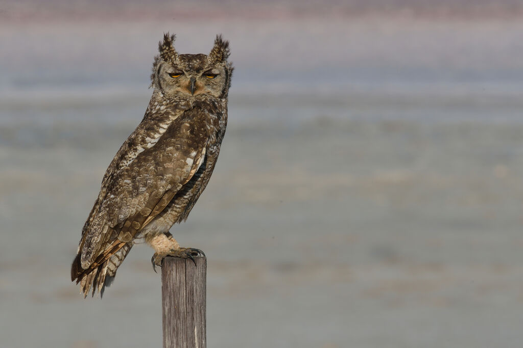 Spotted Eagle-Owl