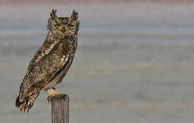 Spotted Eagle-Owl