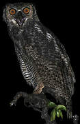 Great Horned Owl