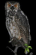 Great Horned Owl