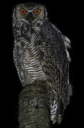 Great Horned Owl