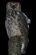 Great Horned Owl