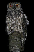 Great Horned Owl