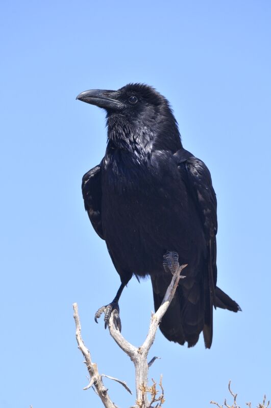 Northern Ravenadult