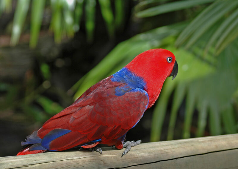 Eclectus Parrot