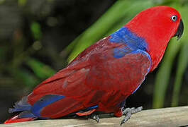 Moluccan Eclectus