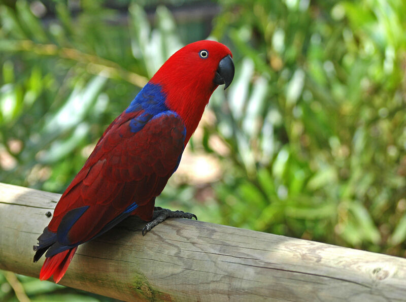 Eclectus Parrot