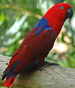 Eclectus Parrot