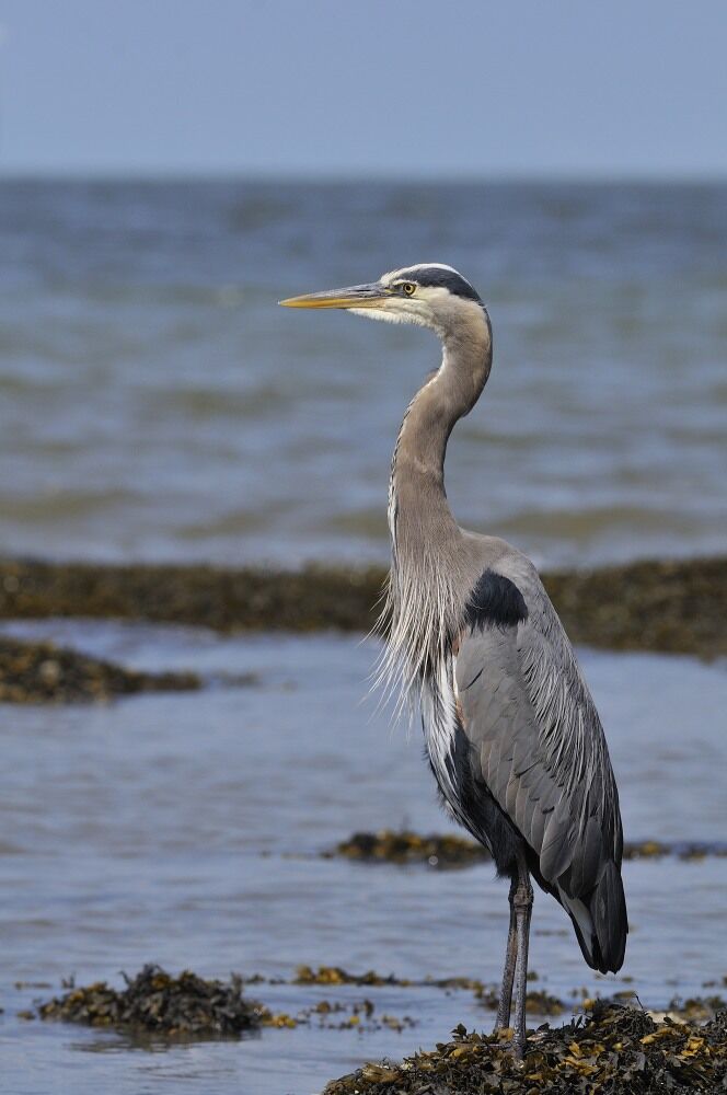 Great Blue Heronadult