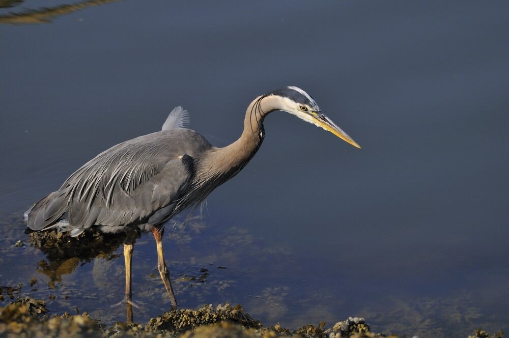 Great Blue Heronadult